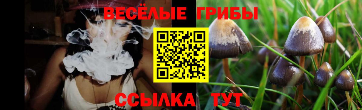 Галлюциногенные грибы Psilocybine cubensis Железногорск